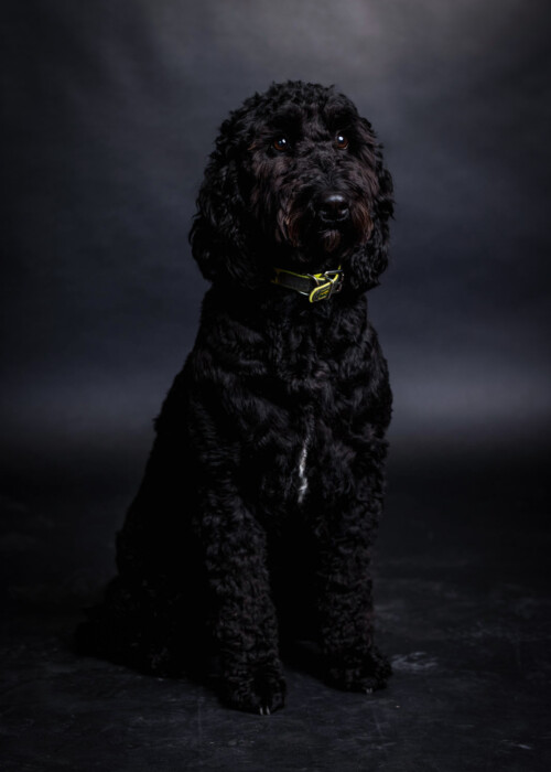 Team-Fotos-edited-susanne-firmenhund